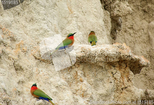 Image of colorful Bee-eaters on earth formation