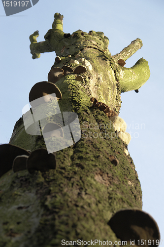 Image of mushrooms on tree trunk