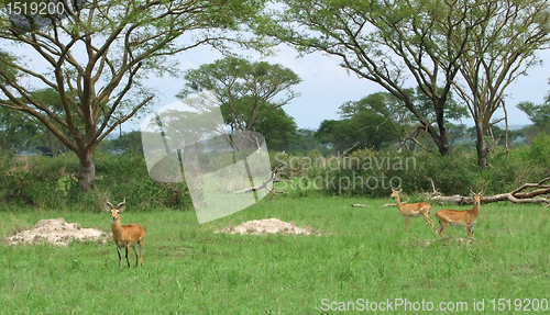 Image of Uganda Kobs in african Savannah