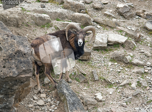 Image of Mouflon in stony ambiance