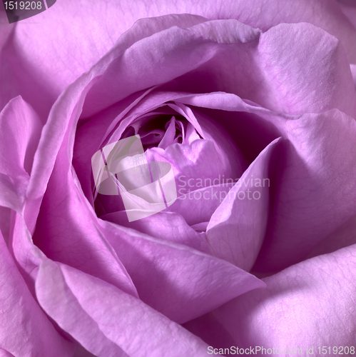 Image of pink rose flower closeup