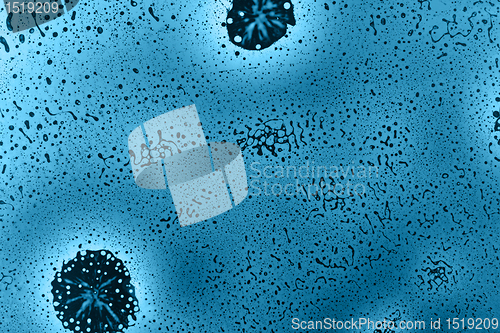 Image of blue capillary cosmos