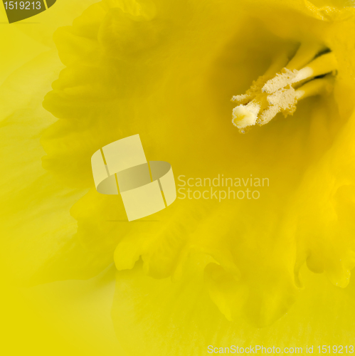 Image of yellow daffodil closeup