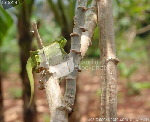 Image of Chameleon in Uganda