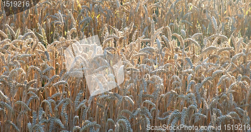 Image of sunny wheat field detail