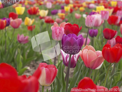 Image of colorful field of tulips