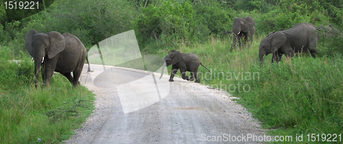 Image of Elephant family in Africa