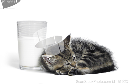 Image of kitten besides a glass of milk