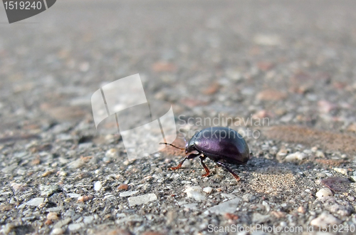 Image of bug backside while walking on pavement