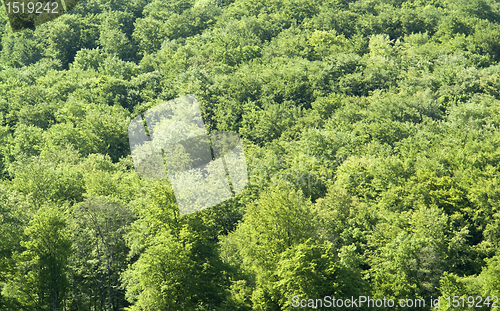 Image of forest detail at spring time