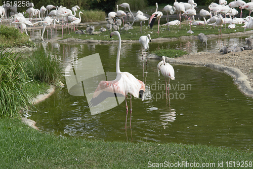 Image of Flamingoes in sunny ambiance