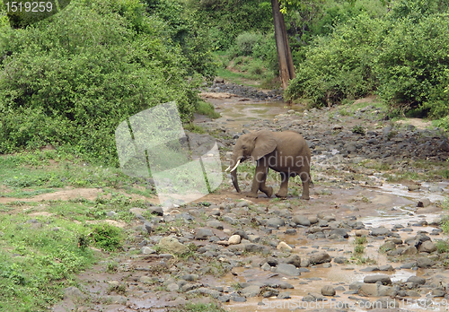 Image of Elephant crossing river bed in Africa