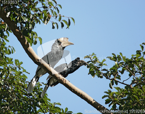 Image of Silvery-cheeked Hornbills in Africa