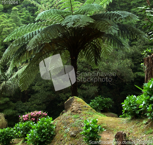 Image of huge fern at the Azores