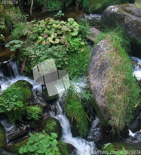 Image of overgrown Triberg Waterfalls detail