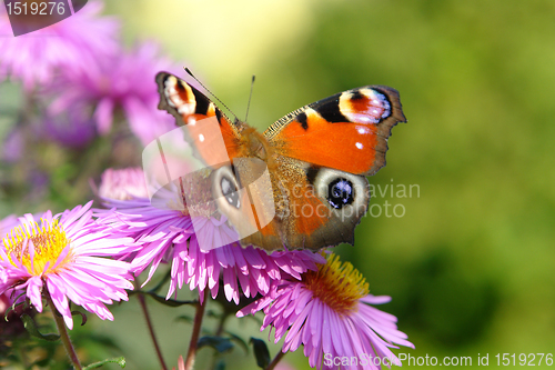 Image of peacock butterfly on violet flowers