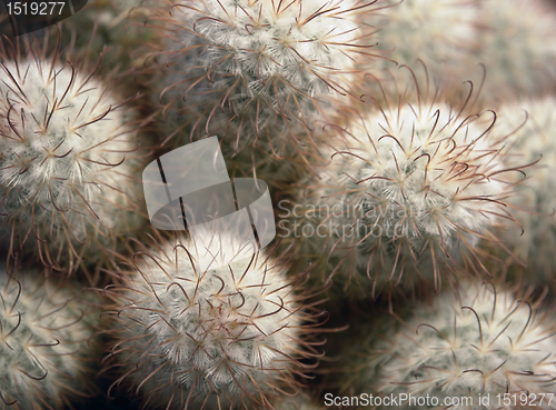Image of cactus detail