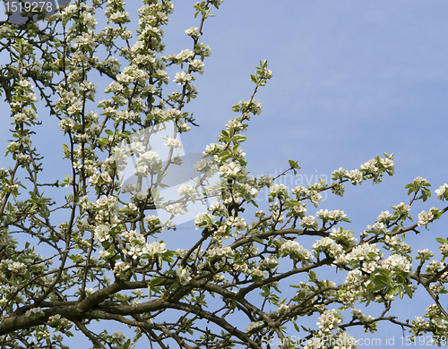 Image of pear blossoms on branch