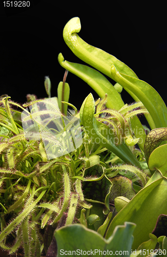 Image of carnivorous plants