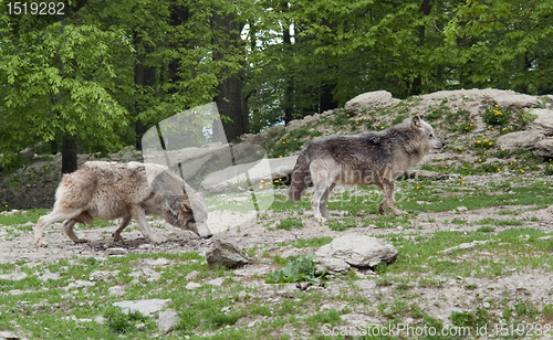 Image of Gray Wolves near forest