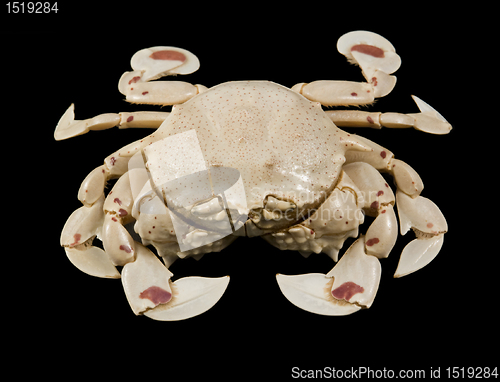 Image of moon crab isolated on black