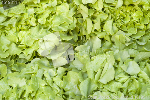 Image of green lettuce background