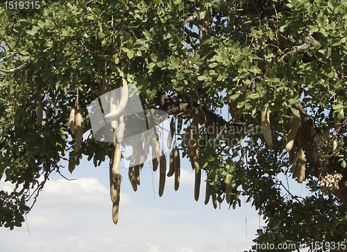 Image of Sausage Tree fruits