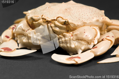 Image of low angle moon crab detail