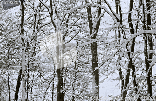 Image of winter forest detail