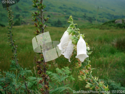 Image of white Highland Flower