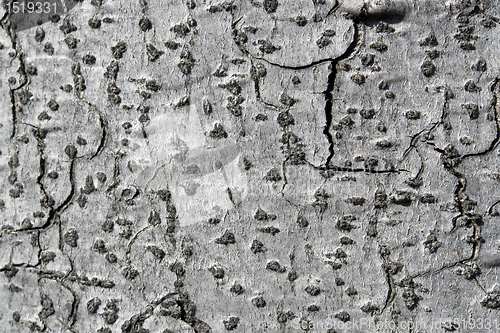 Image of abstract grey bark detail