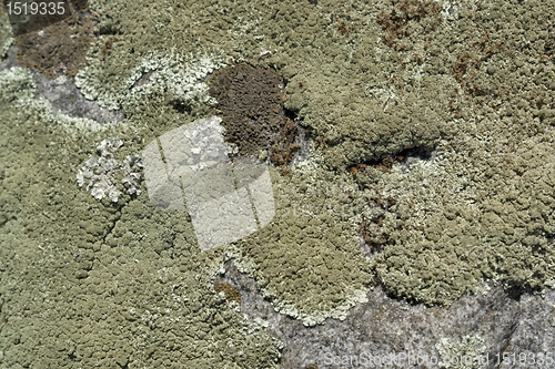 Image of greenish lichen on stony ground