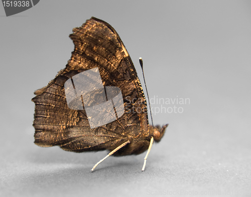 Image of brown butterfly sideways