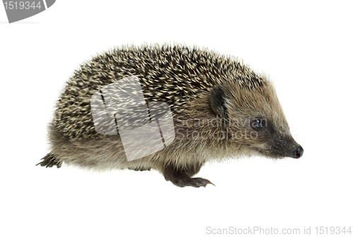 Image of walking hedgehog in white back