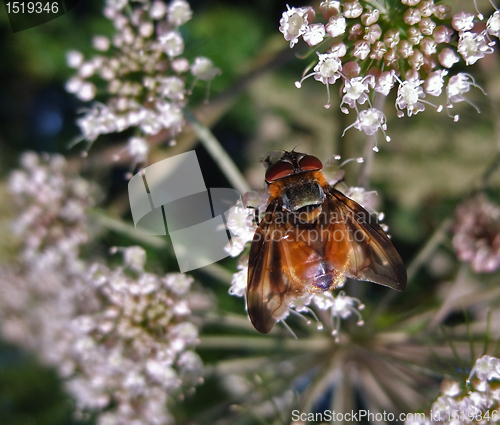 Image of Diptera in natural back