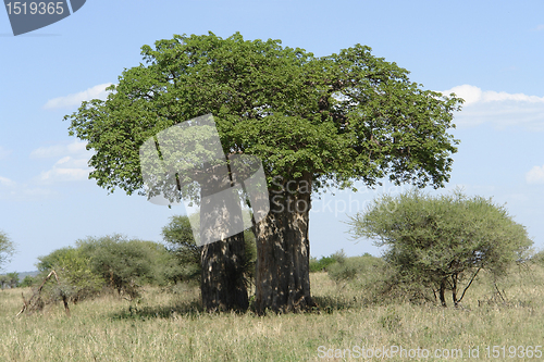 Image of big Baobab tree