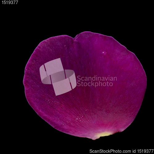 Image of purple rose petal