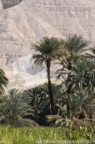 Image of egyptian landscape between Aswan and Luxor