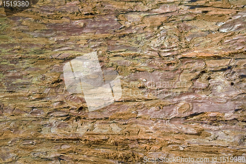 Image of redwood bark detail