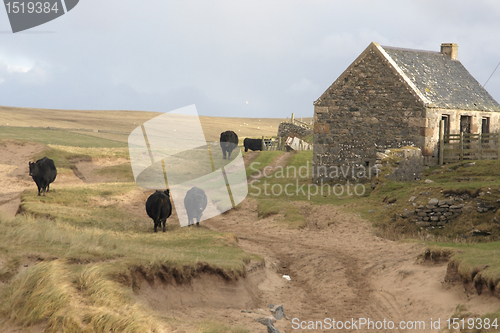 Image of cattle and house in Scotland