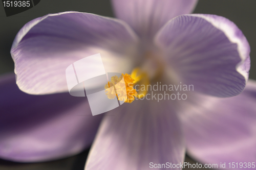 Image of crocus flower closeup