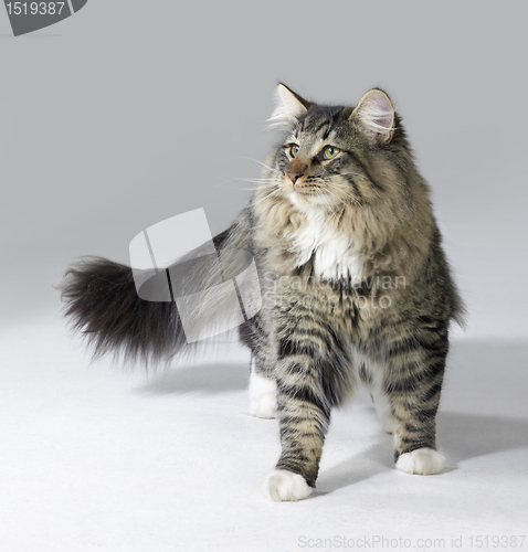 Image of tabby Norwegian Forest cat