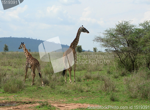 Image of two Giraffes in the african savannah