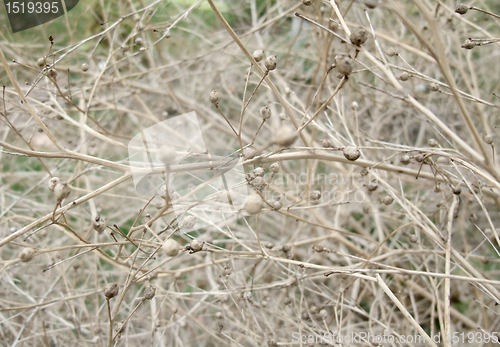 Image of sere plant detail