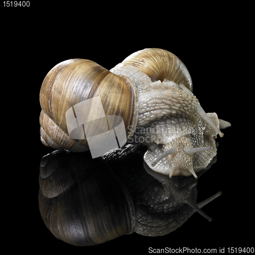 Image of two Grapevine snails on each other