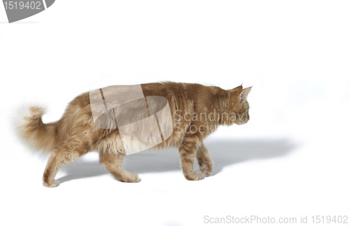 Image of walking Maine Coon Cat