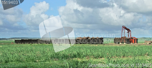 Image of sugarcane harvesting