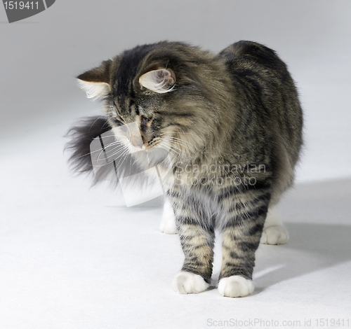 Image of tabby Norwegian Forest cat