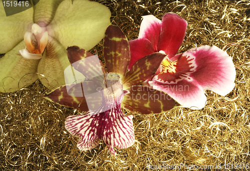 Image of orchid flowers in golden back