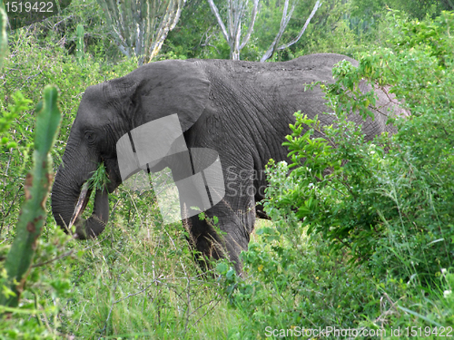 Image of Elephant in green vegetation